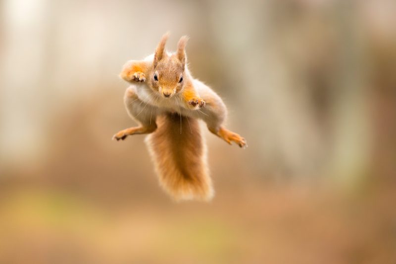 Jumping red squirrel photograph