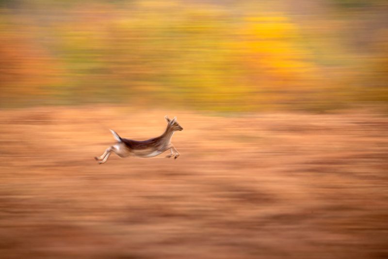 how to use motion blur in wildlife photography