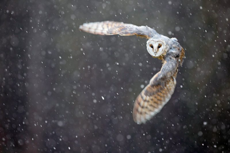 Barn owl in flight wildlife action shot
