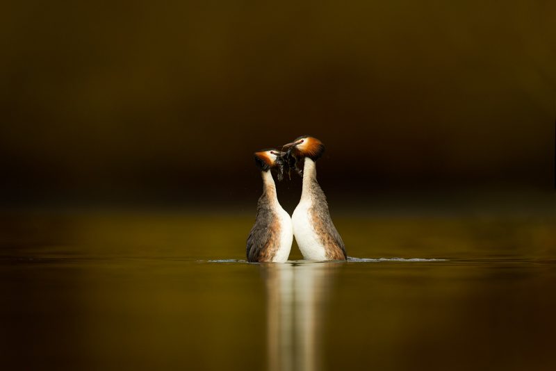 weed dance greater crested grebes photograph