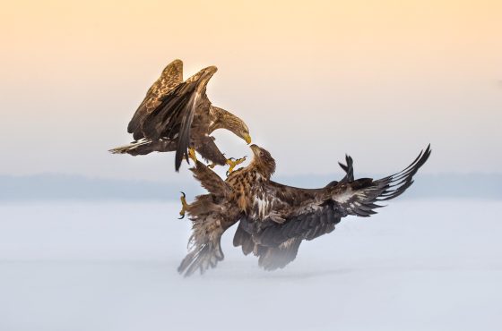 Birds of prey fight display photograph