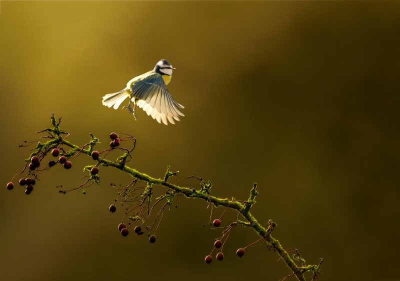 Bird in flight photograph