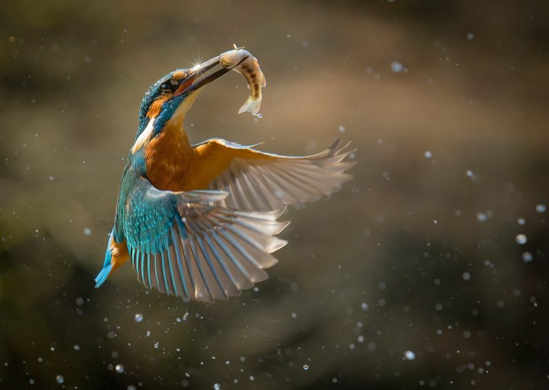 kingfisher photograph with fish
