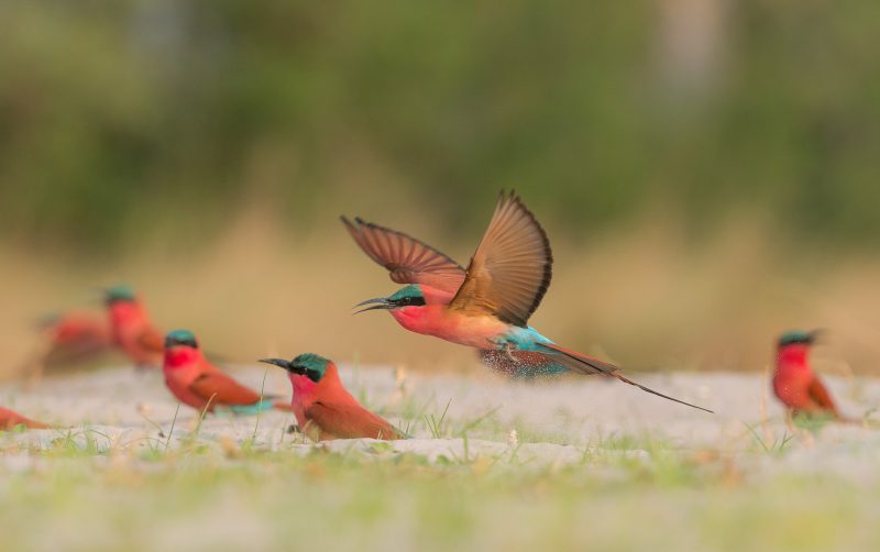 namibia bird photography