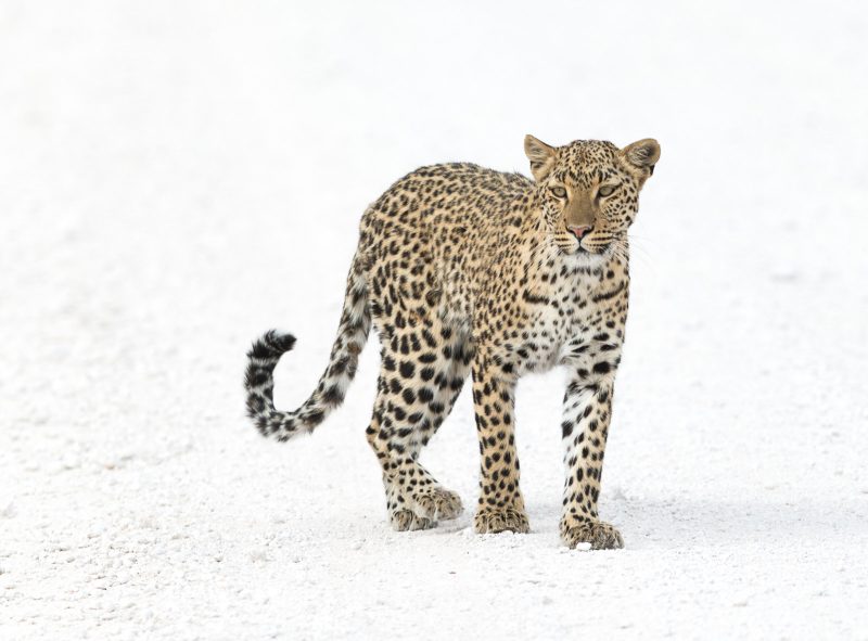 leopard namibia wildlife photography