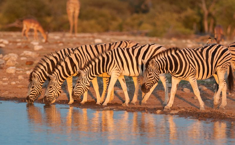 zebra wildlife photography namibia