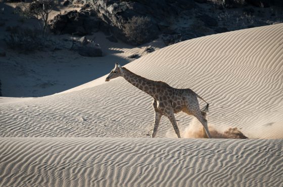 Namibian wildlife photography guide
