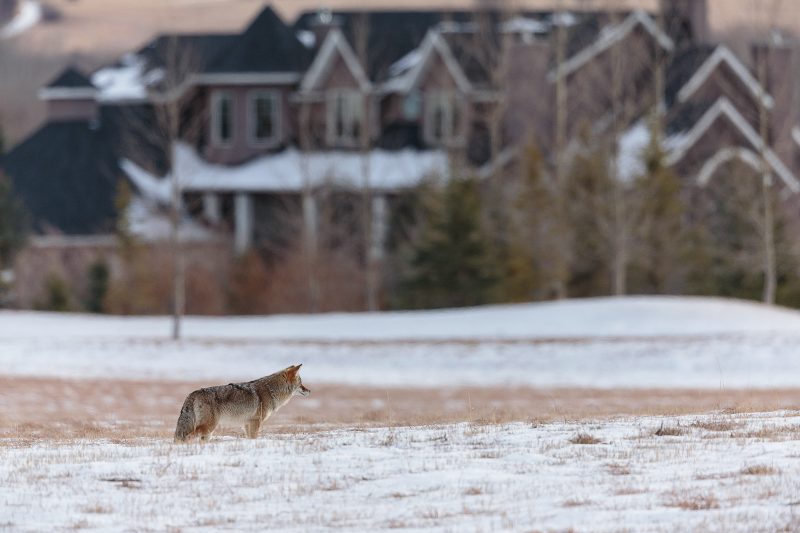 photographing coyotes