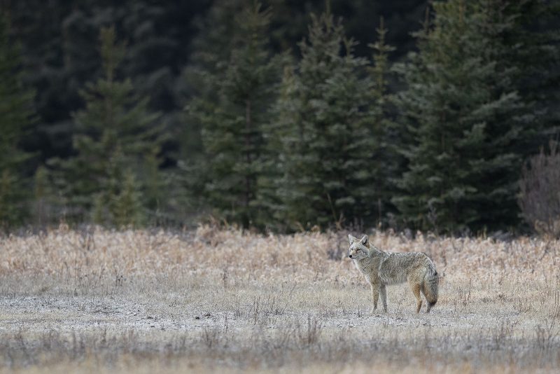 how to find and photograph coyotes
