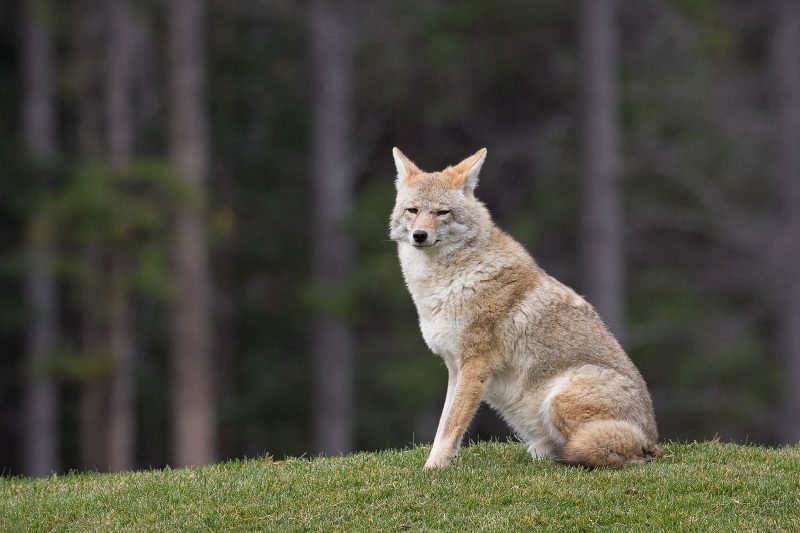 where to photograph coyotes