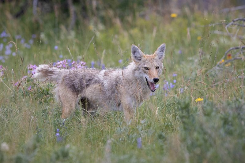 how to photograph coyotes