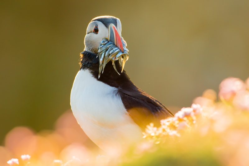 puffin photography UK