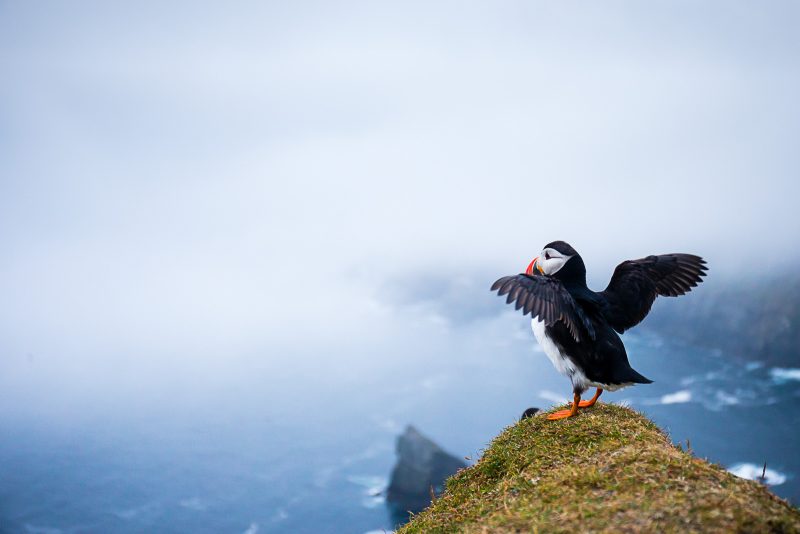 ideas for puffin photography