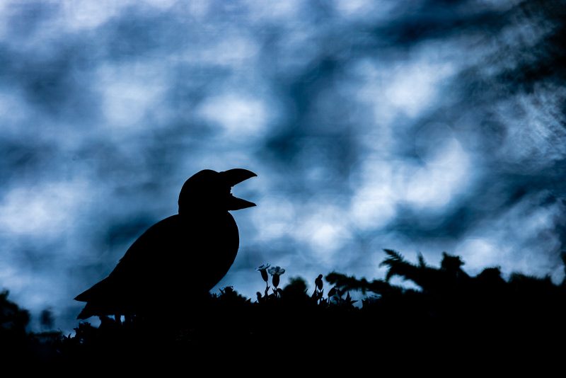 photographing puffin silhouettes