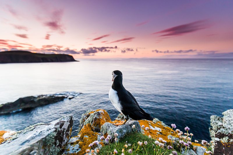 puffin photography in the UK