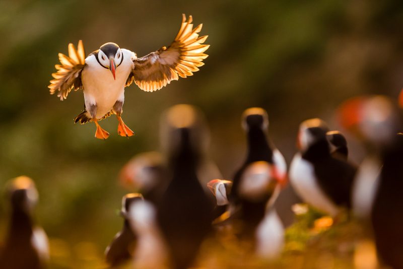 photographing puffins in the UK