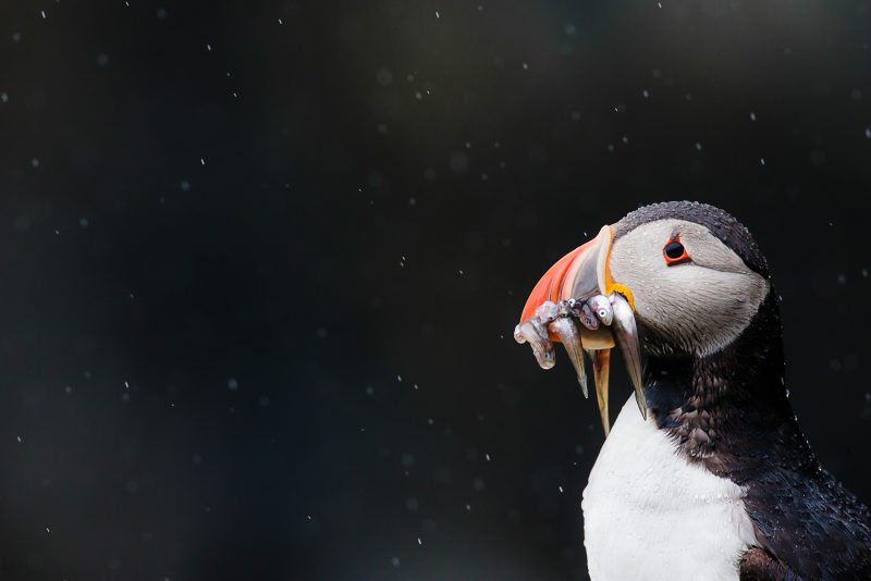 how to photograph puffins