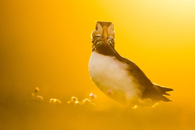 using light in wildlife photography