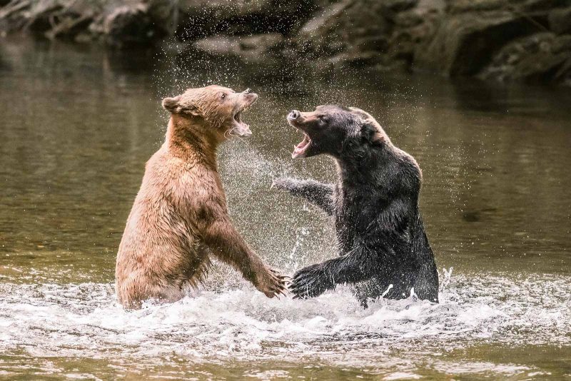 Bears fighting photograph