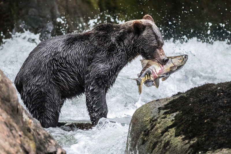 Photographing bears during the salmon run