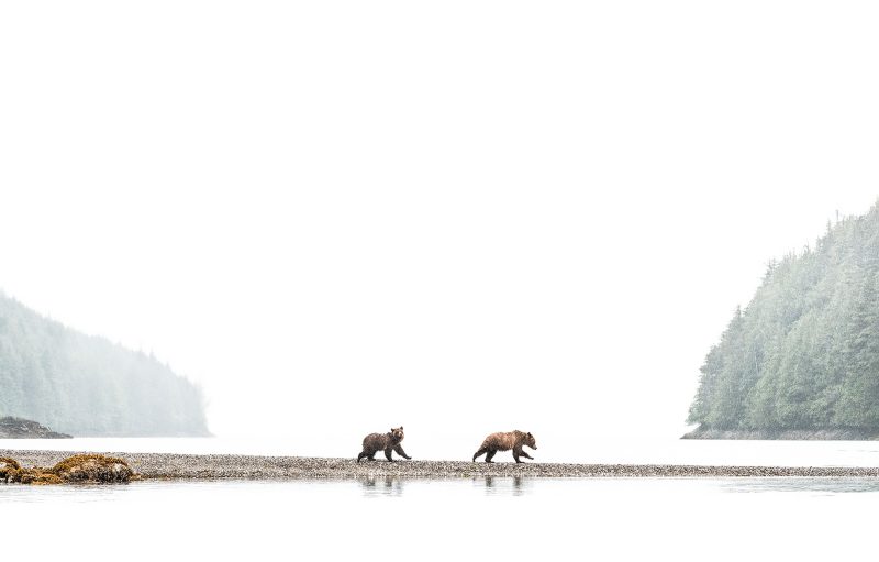Bears walking photography
