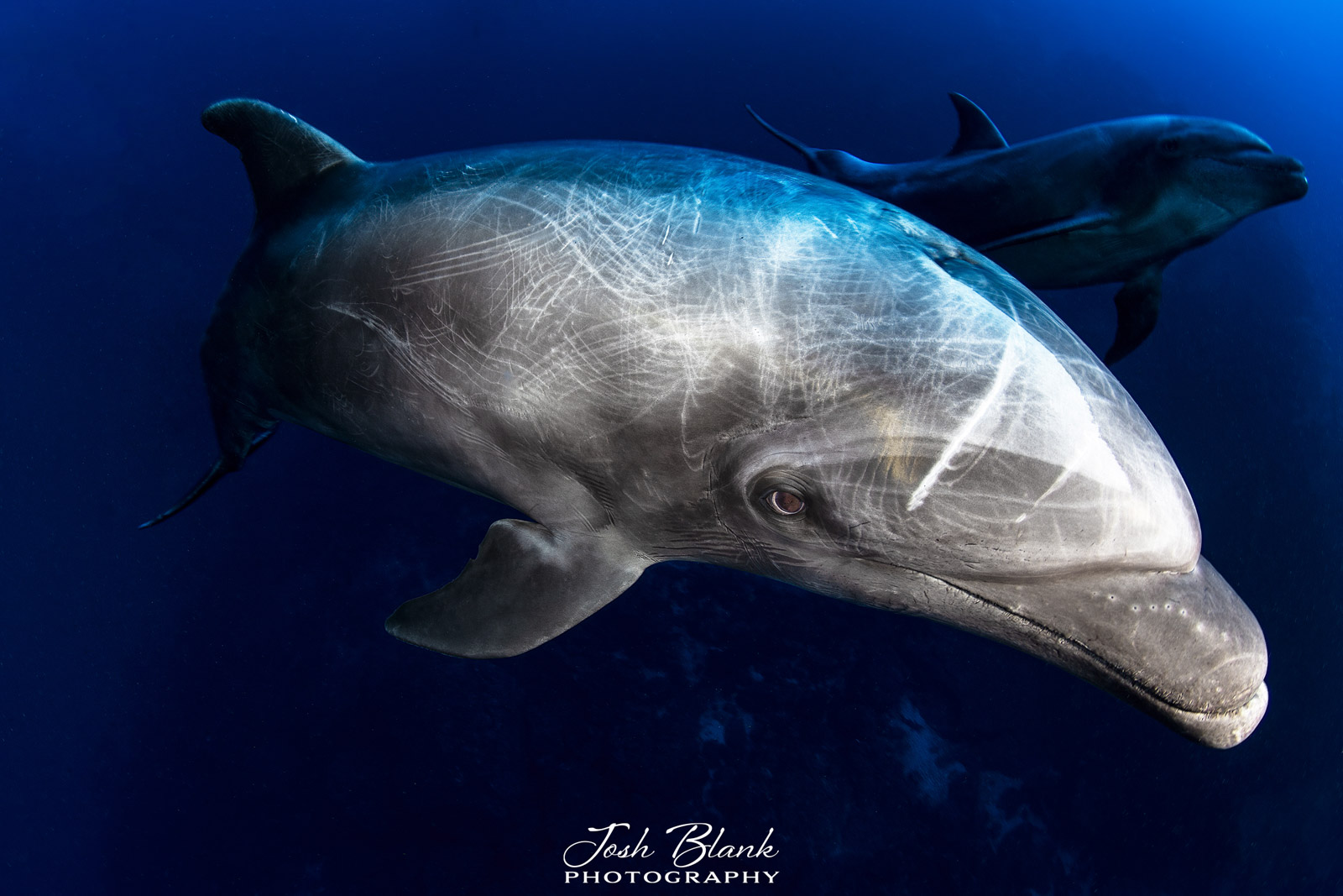 An Introduction to Using Strobes in Underwater Photography Nature TTL