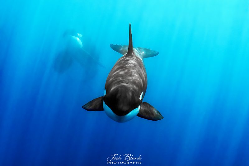 Photographing killer whales underwater