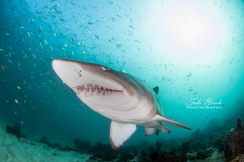 Nurse shark underwater photography