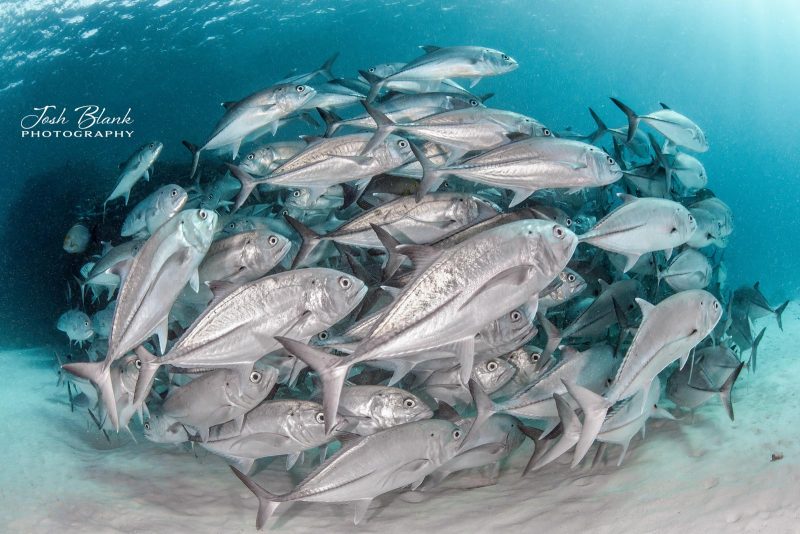 How to photograph a school of fish