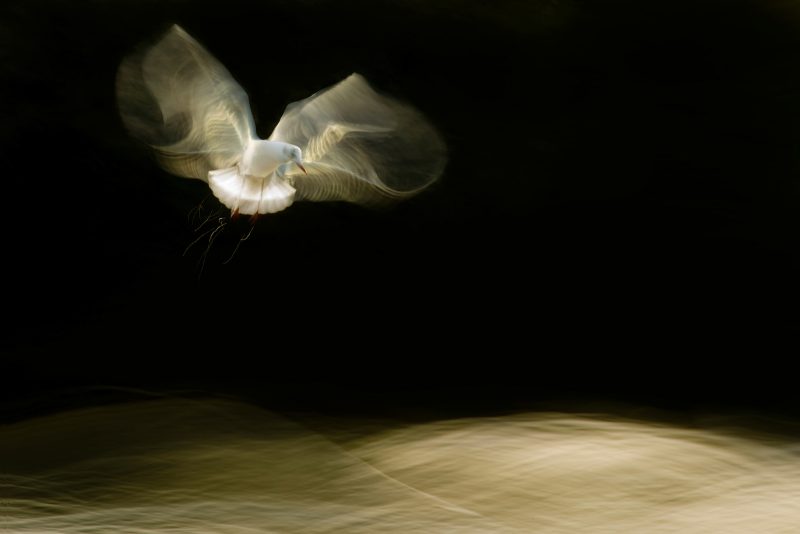 motion blur and panning in photography