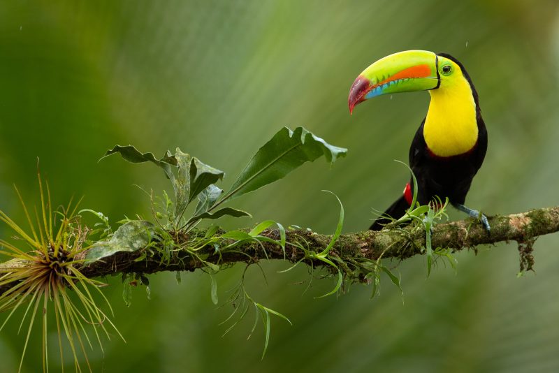 toucan Costa Rica bird photography Greg Basco