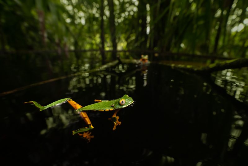 frog photograph Greg Basco