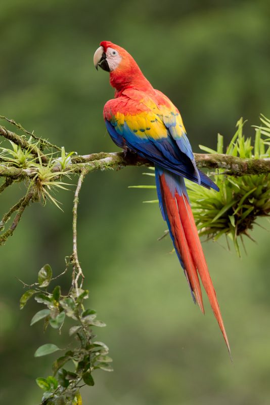parrot Costa Rica bird photography Greg Basco