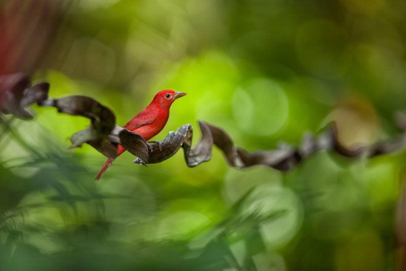 bird photography Costa Rica Greg Basco