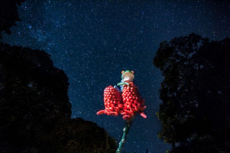 Red-eyed Tree Frog under starry sky