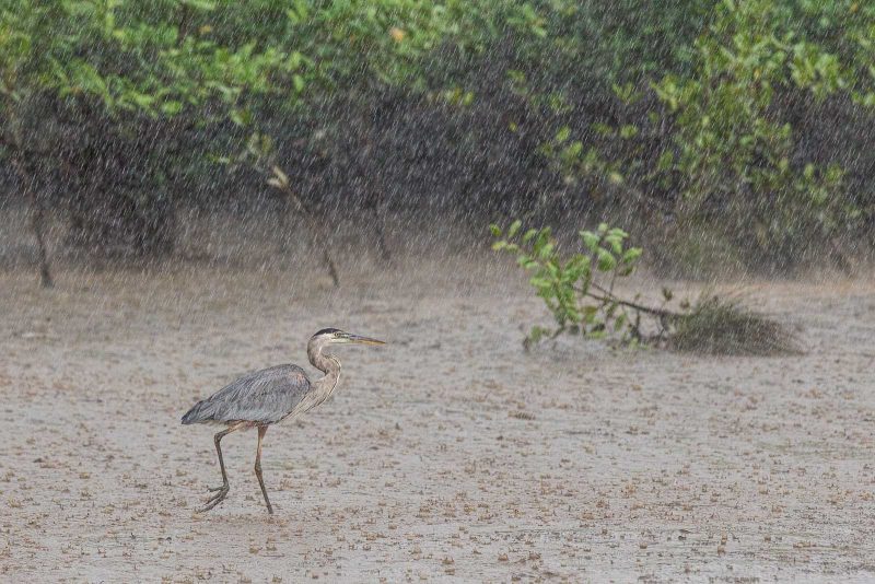heron in rain Costa Rica Greg Basco
