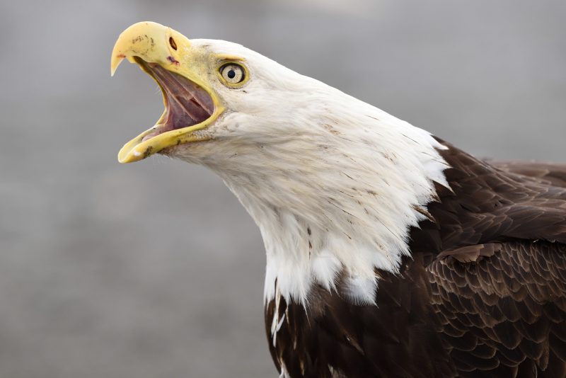 bald eagle behaviour