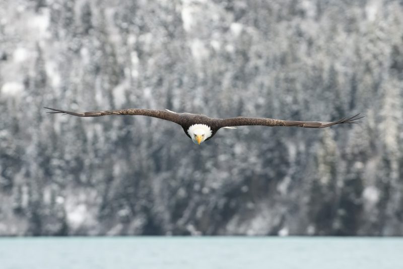 how to photograph bald eagles