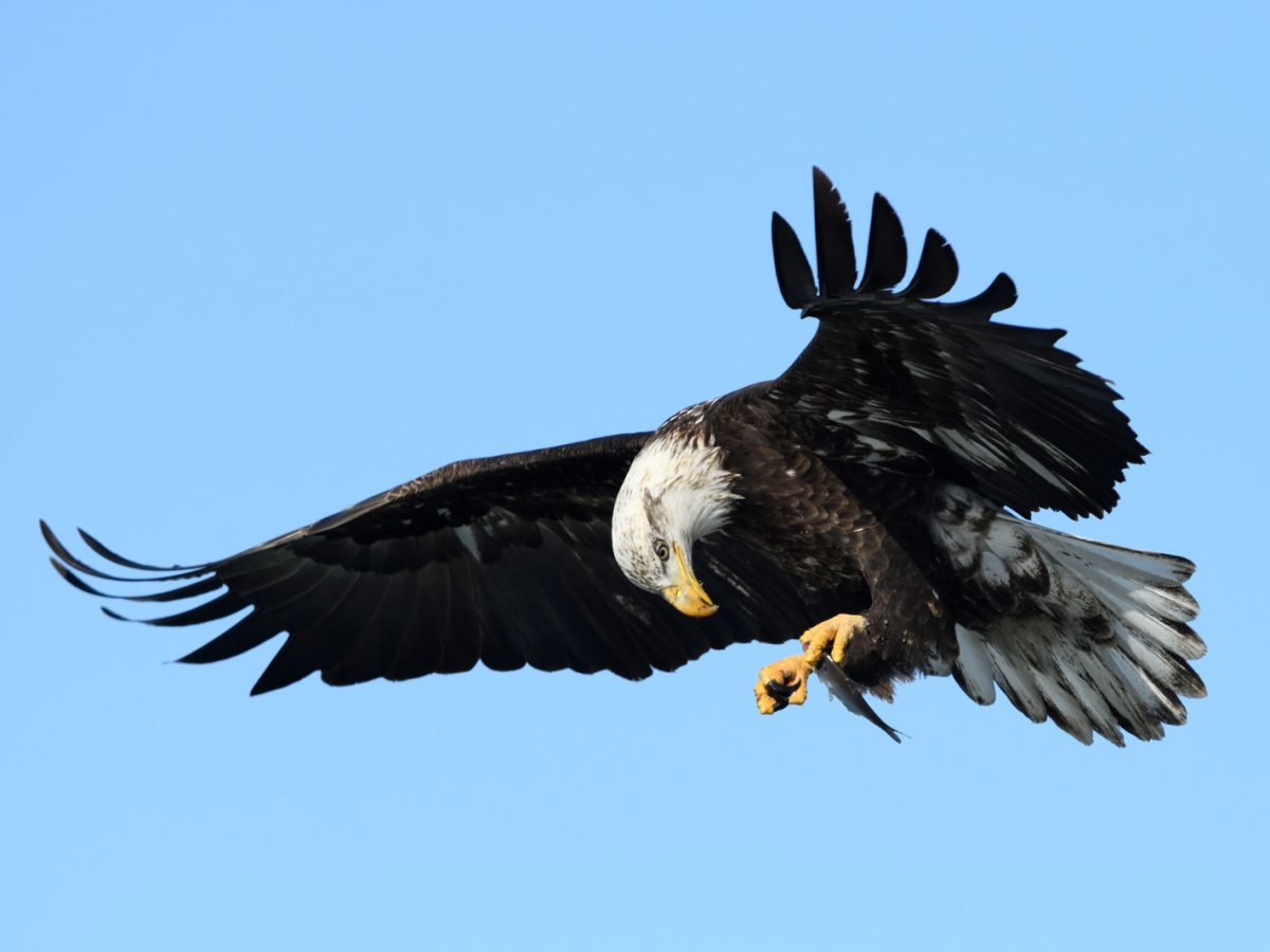 soar green jordan 13