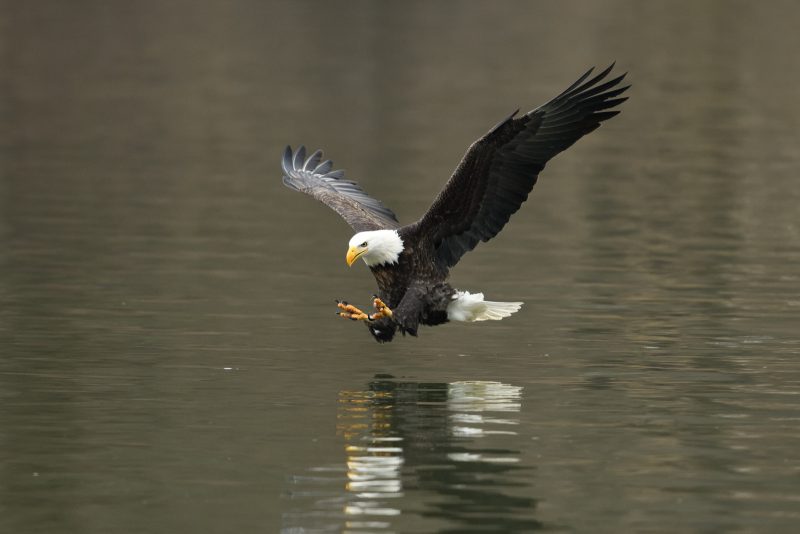 photographing bald eagles