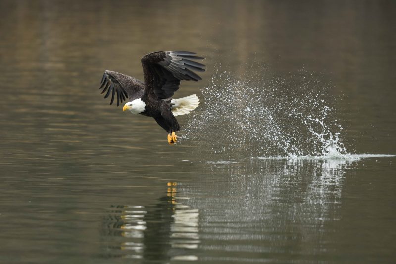 eagle hunting for fish photography