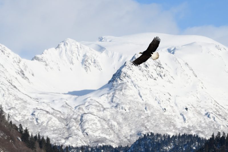 how to photograph eagles