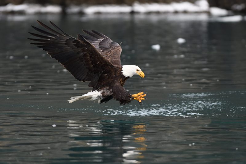 how to photograph bald eagles