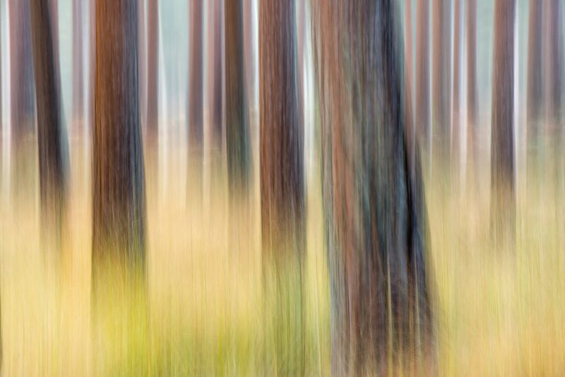 using intentional camera movement in photography