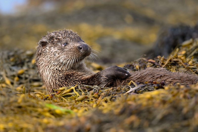 otter in seaweed photograph