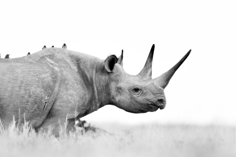 rhino black and white photograph
