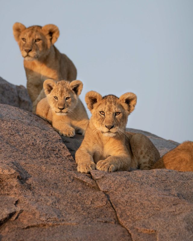 lion cub photo