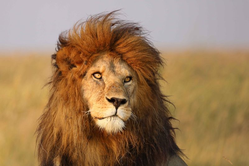 lion head photograph