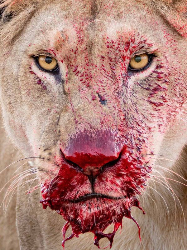 Lara Jackson winning image lioness wildlife photographer of the year