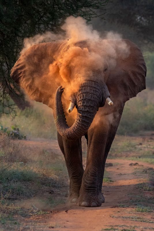elephant dusting photograph